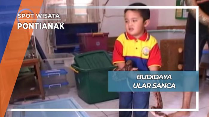 Budidaya Ular Sanca, Pontianak