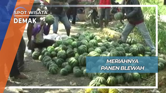 Meriahnya Panen Blewah, Demak