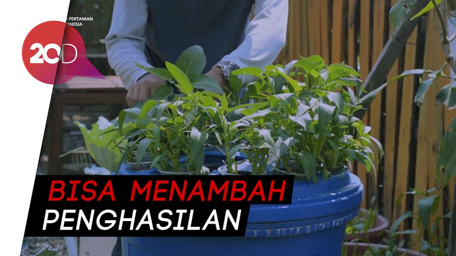 Tips Menciptakan Lahan Pertanian Sendiri Lewat Food Garden 