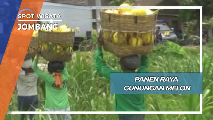 Panen Raya Gunungan Melon, Jombang