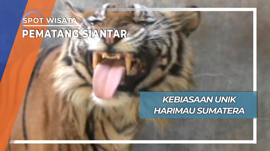 Kebiasaan Unik Harimau Sumatera, Pematang Siantar