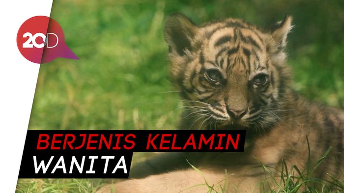 Harimau Sumatra Lahir di Kebun Binatang Polandia
