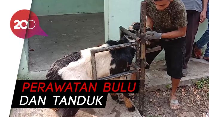 Jelang Idul Adha, Kambing di Kudus Perawatan ala Salon