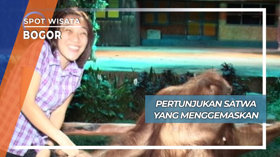 Atraksi Satwa Malam yang Menggemaskan Cisarua Bogor