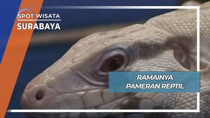 Ramai Meriah Pameran Reptil Surabaya