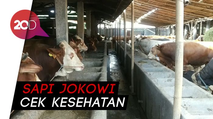 Jokowi Kurban 2 Sapi Limosin di Solo, Beratnya 1 Ton
