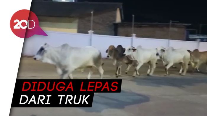 Gerombolan Sapi Lepas Liar di Pelabuhan Merak