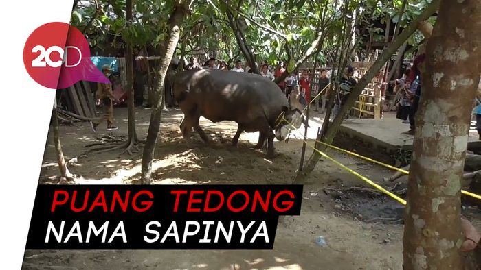 Sapi Jokowi di Polman Ngamuk Saat Dikeluarkan dari Kandang