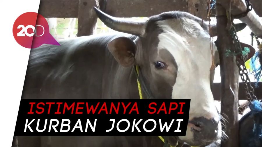 Sapi Kurban Jokowi di Polman Diberi Karpet dan Diawasi Selalu