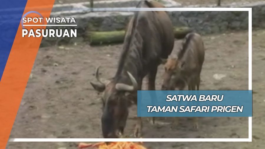 Satwa Baru Asal Afrika, Pasururan