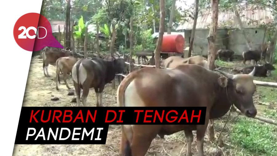 Pedagang Hewan Kurban di Kendari Keluhkan Penjualan Turun