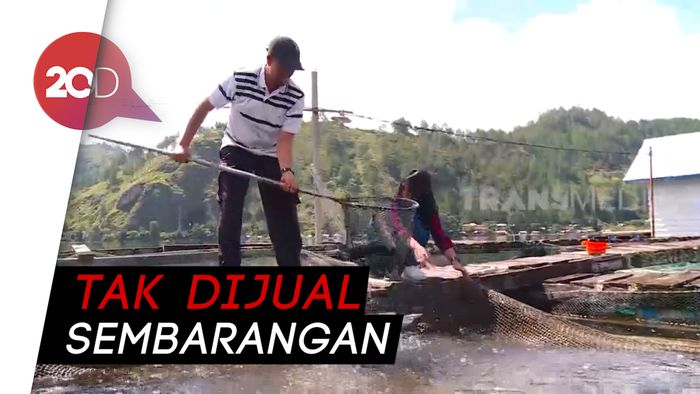 Melihat Panen Ikan Pedih di Takengon Aceh