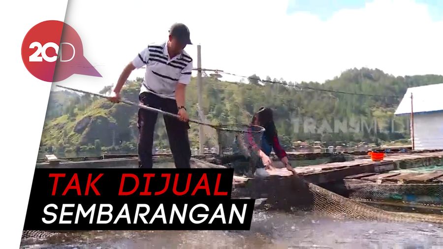 Melihat Panen Ikan Pedih di Takengon Aceh
