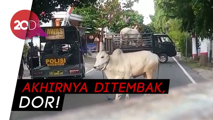 Sapi Kurban Lepas dan Ngamuk di Jalan, Warga-Polisi Kocar-kacir