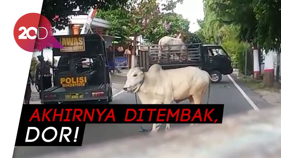 Sapi Kurban Lepas dan Ngamuk di Jalan, Warga-Polisi Kocar-kacir