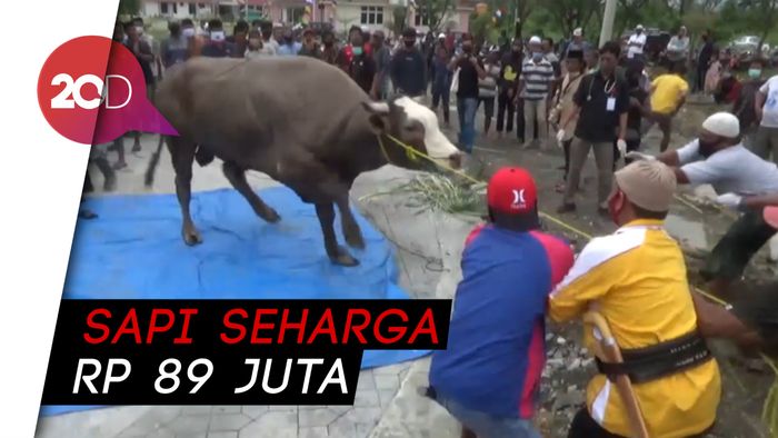 Penyembelihan Sapi Jokowi Jadi Tontonan Warga Pasangkayu