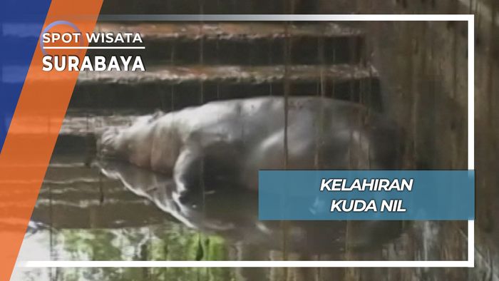 Lucunya Bayi Kudanil, Surabaya