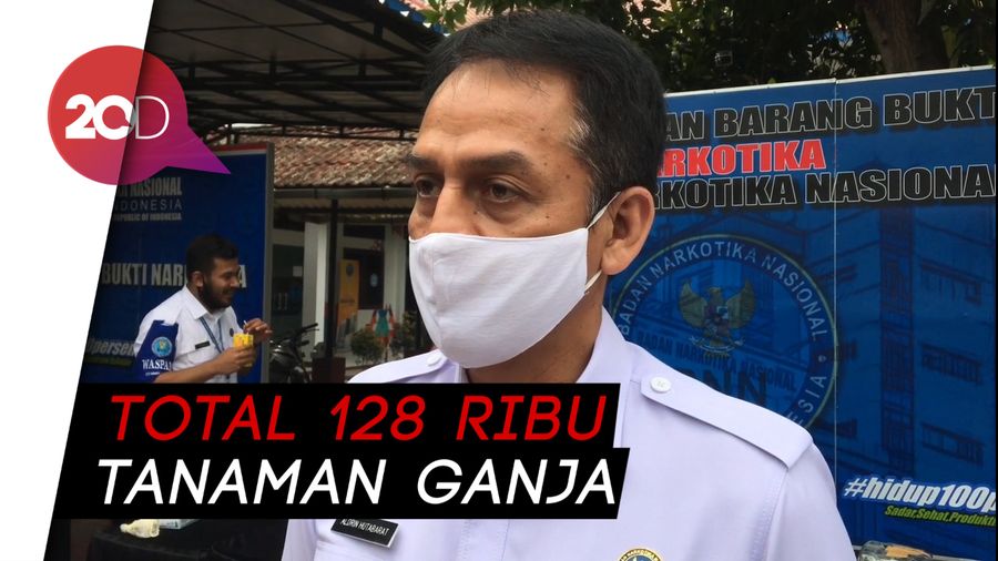 BNN Musnahkan 10,5 Hektare Ladang Ganja