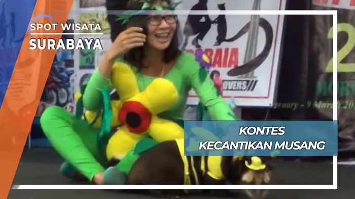 Lomba Kecantikan Musang, Surabaya