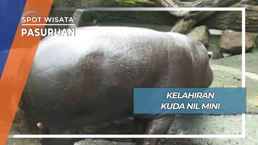Kelahiran Kudanil Mini, Pasuruan