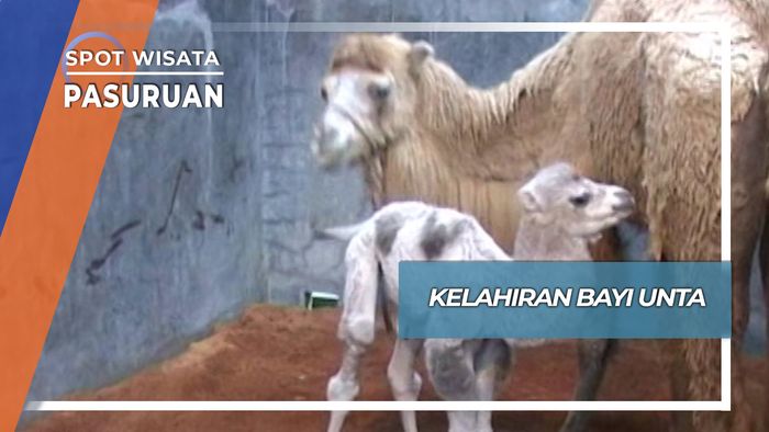 Kelahiran Bayi Unta, Pasuruan