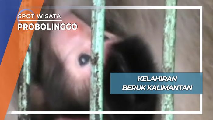 Kelahiran Beruk Kalimantan, Probolinggo