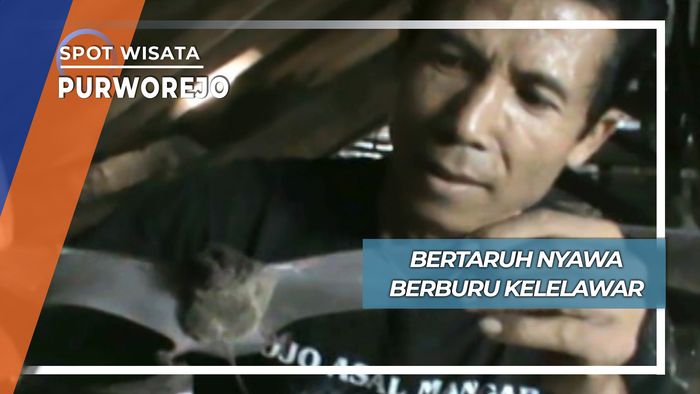 Bertaruh Nyawa Berburu Kelelawar, Purworejo