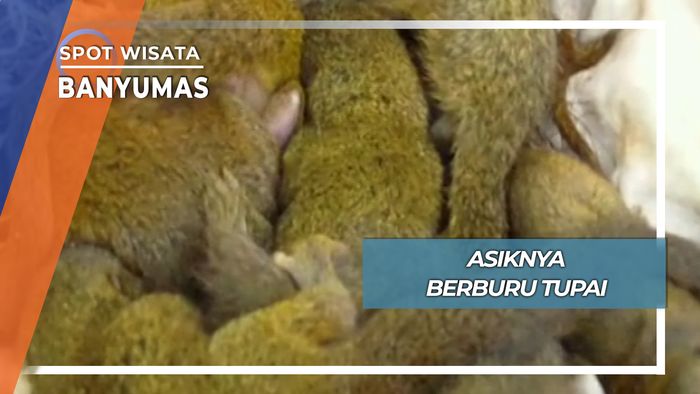 Asiknya Berburu Tupai, Banyumas