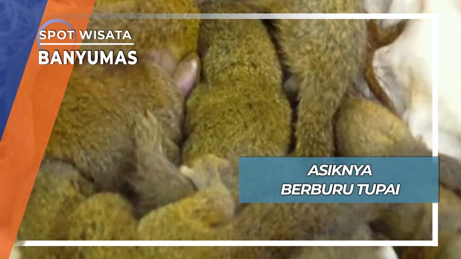 Asiknya Berburu Tupai, Banyumas