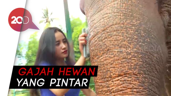 Serunya Main dan Foto Bareng Gajah Lampung