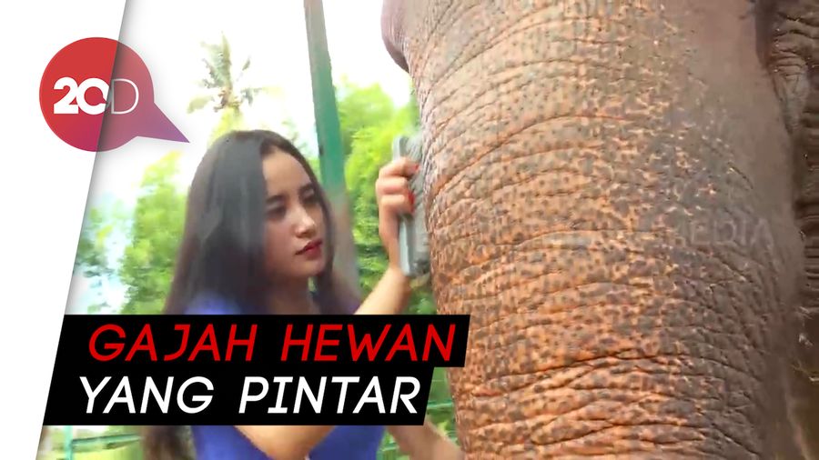 Serunya Main dan Foto Bareng Gajah Lampung