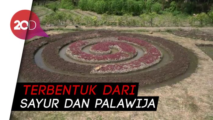 Unik! Ada Crop Circle Bermotif Batik Warna-warni di Klaten