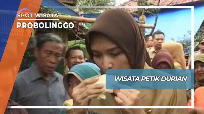 Wisata Petik Durian, Probolinggo