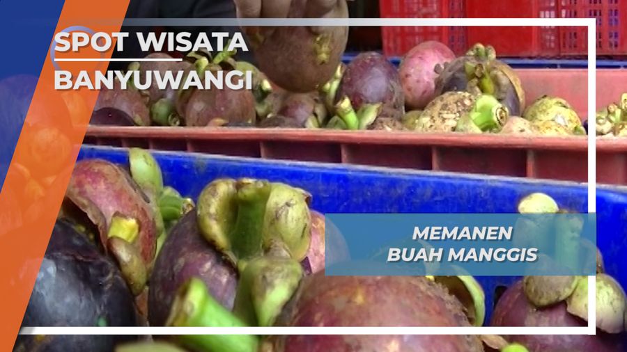 Memanen Buah Manggis Desa Pesucen Kalipuro Banyuwangi