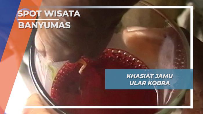 Kuliner Ekstrim, Jamu Ular Kobra Ajibarang Banyumas
