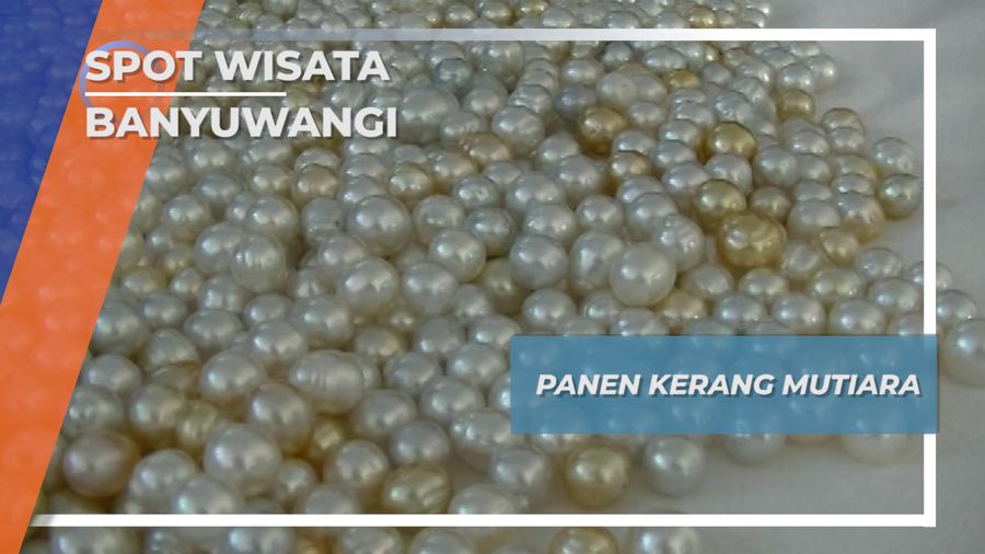 Asik Seru Panen Kerang Mutiara Teluk Banyu Biru Muncar