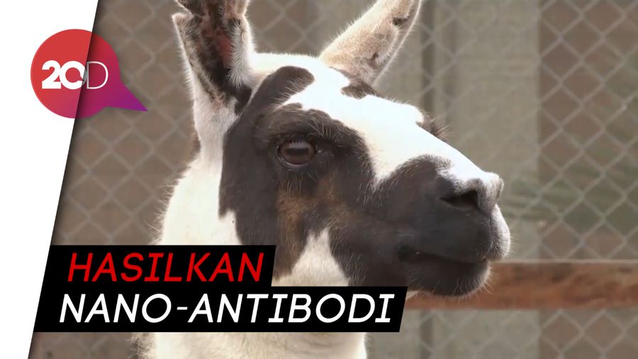 Ini Tito, Llama yang Antibodinya Diuji untuk Terapi COVID-19