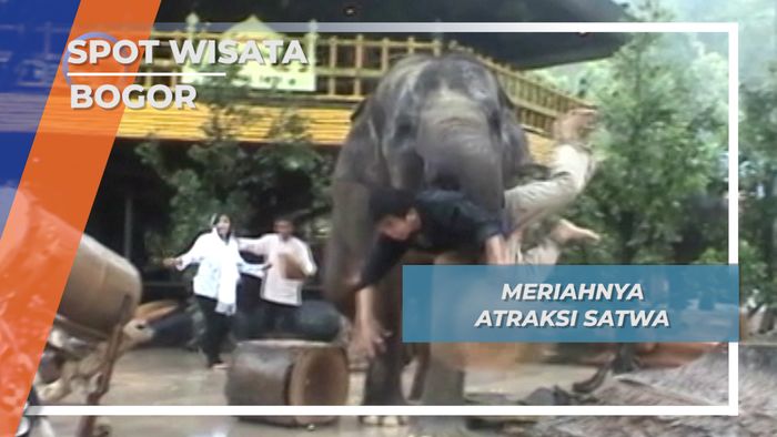 Aksi Aneka Satwa Cisarua Bogor
