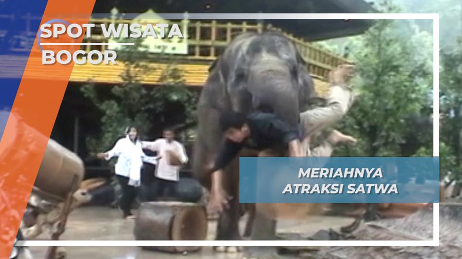 Aksi Aneka Satwa Cisarua Bogor