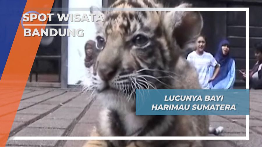 Lucu Bayi Harimau Sumatera di Bandung