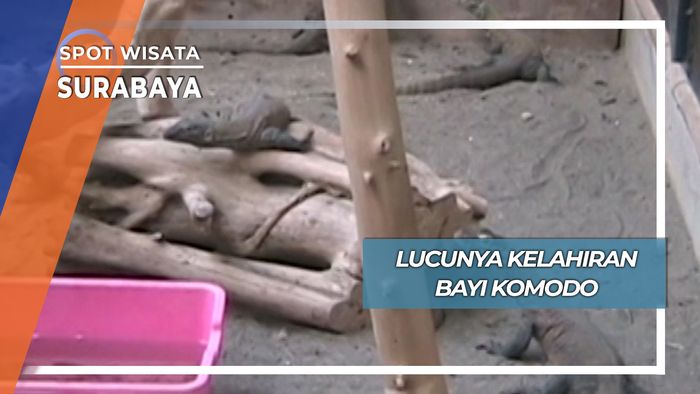Lucu Bayi Komodo di Surabaya