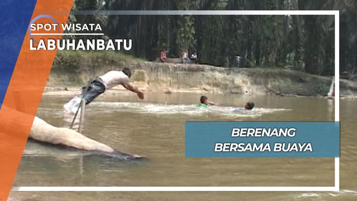 Berenang Bersama Tiga Ekor Buaya Sungai Labuhanbatu