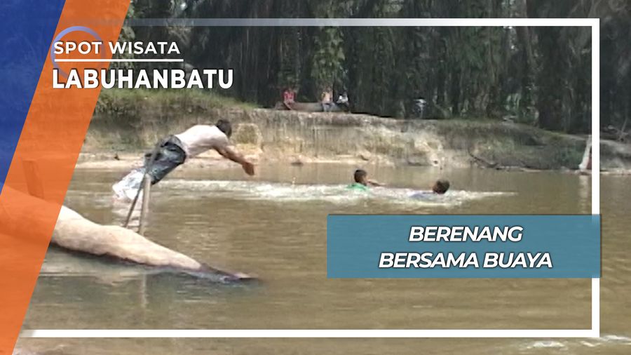Berenang Bersama Tiga Ekor Buaya Sungai Labuhanbatu