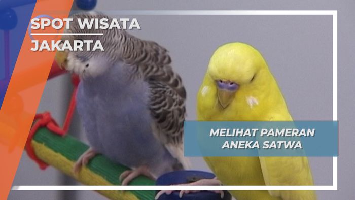 Aneka Satwa Jinak Jakarta