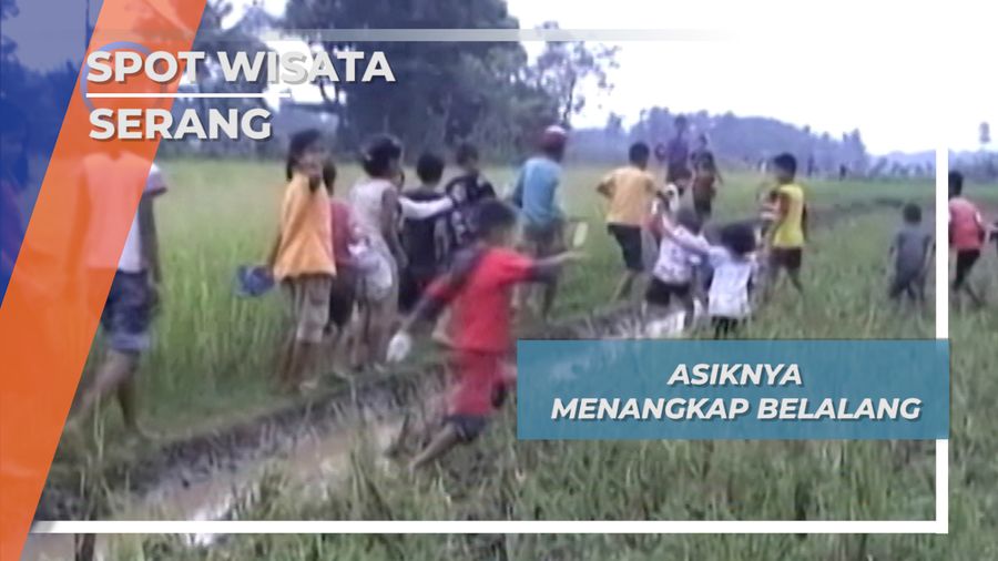 Berburu Belalang, Serang