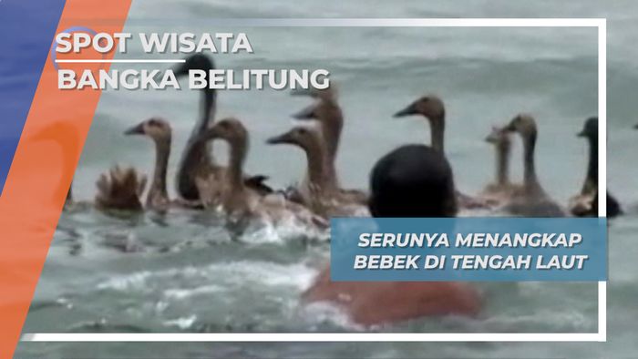 Lomba Menangkap Bebek, Bangka Belitung