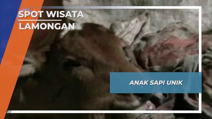 Anak Sapi Unik, Lamongan