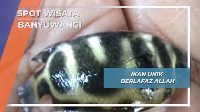 Ikan Unik Berlafaz Allah, Banyuwangi