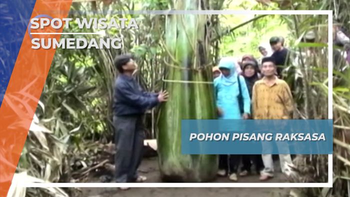 Pohon Pisang Raksasa, Sumedang
