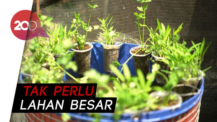 Yuk! Ternak Lele dan Sayuran dalam Sistem Mini Mina Ponik